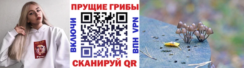 Купить где  Чекалин  Галлюциногенные грибы Cubensis 